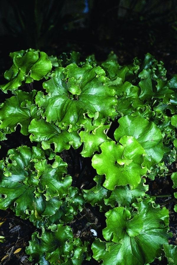 Farfugium Japonicum 'crispata' - View 6 from www redcrocus com