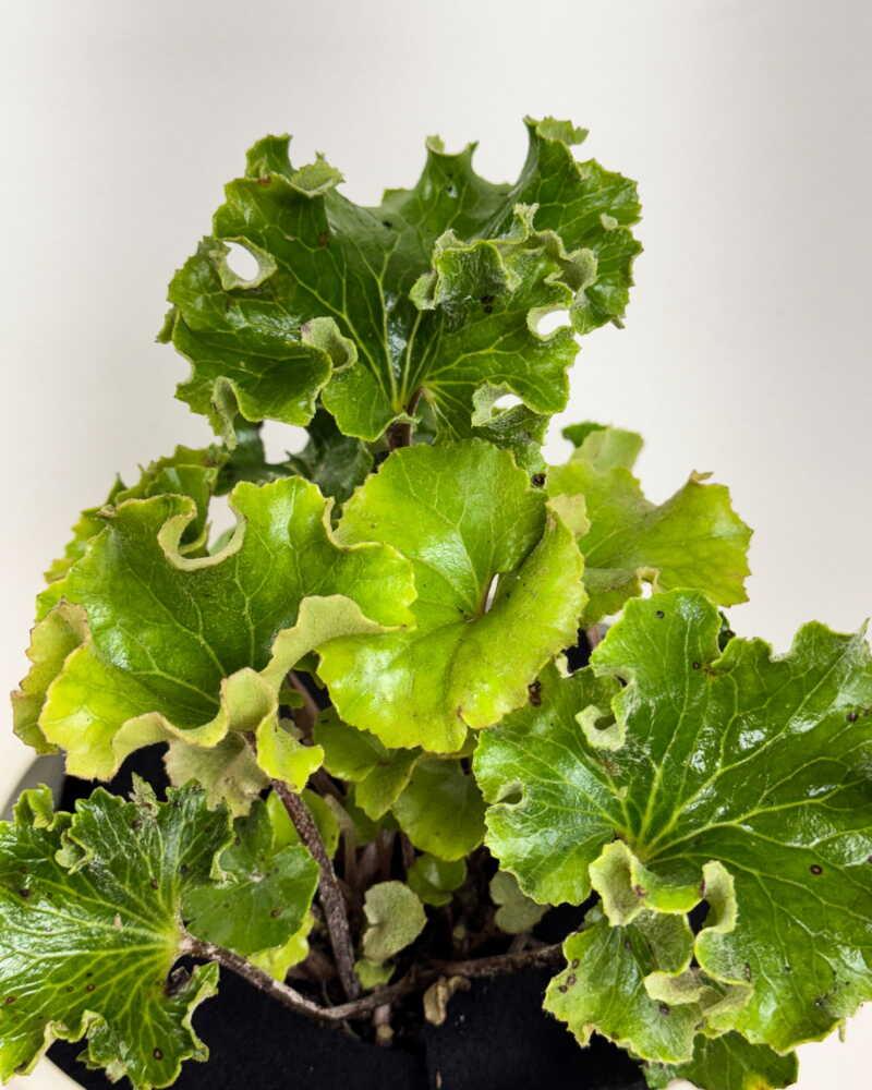 Farfugium Japonicum 'crispata' - View 9 from www redcrocus com