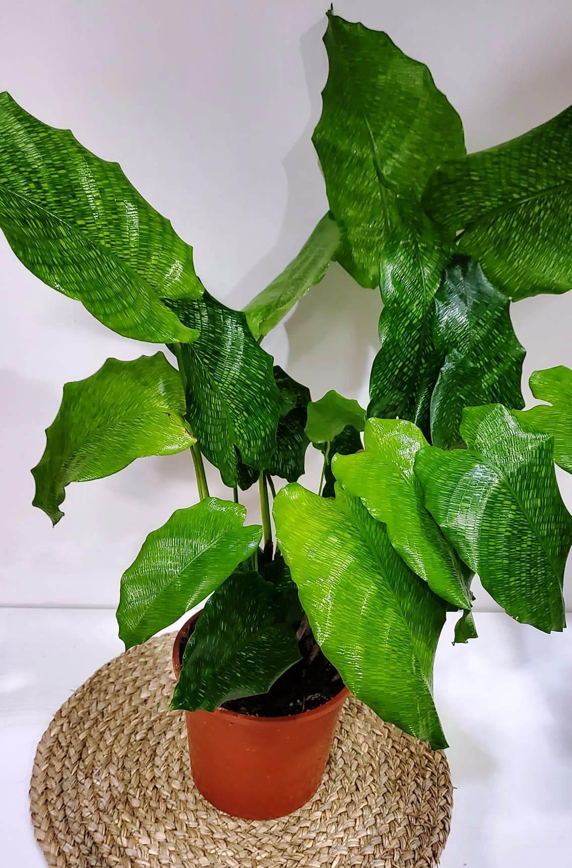 Calathea Musaica - View 10 from www redcrocus com