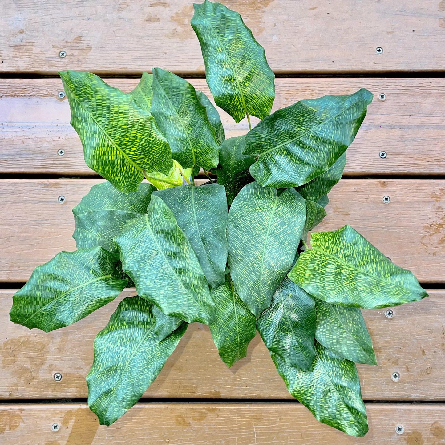 Calathea Musaica - View 11 from www redcrocus com