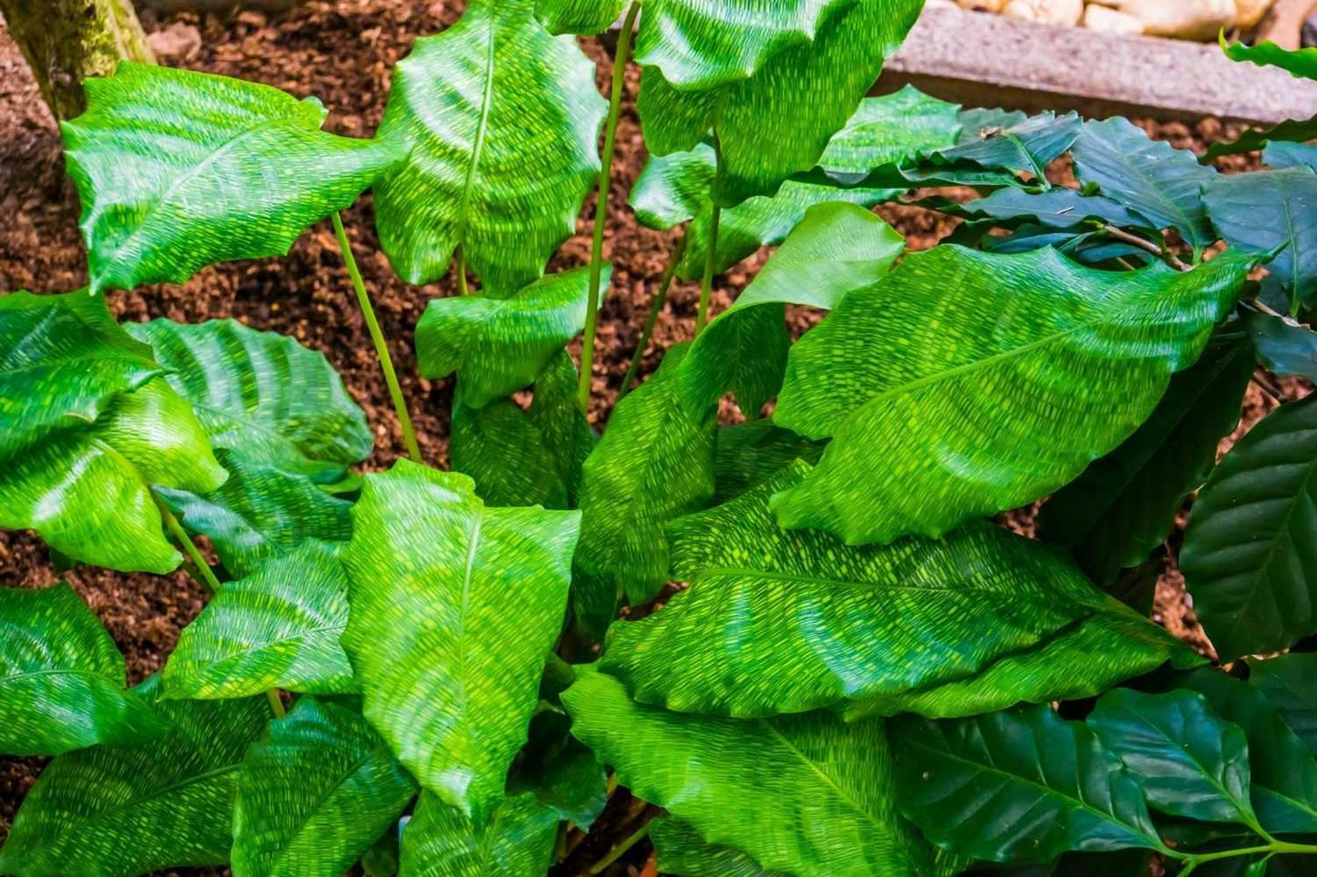 Calathea Musaica - View 12 from www redcrocus com