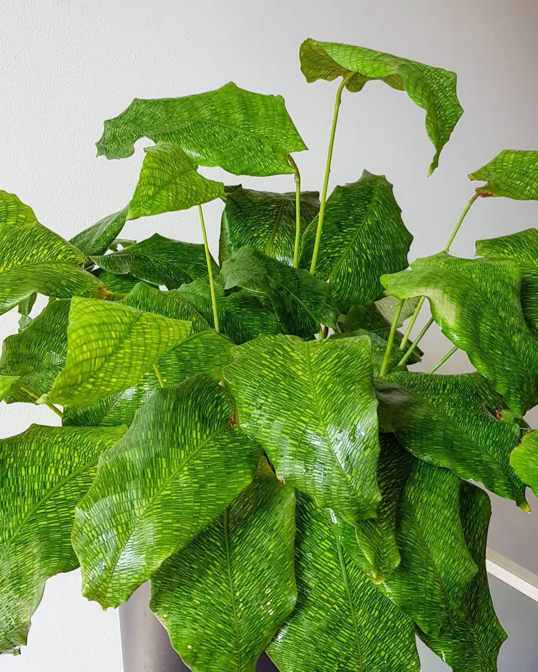 Calathea Musaica - View 13 from www redcrocus com