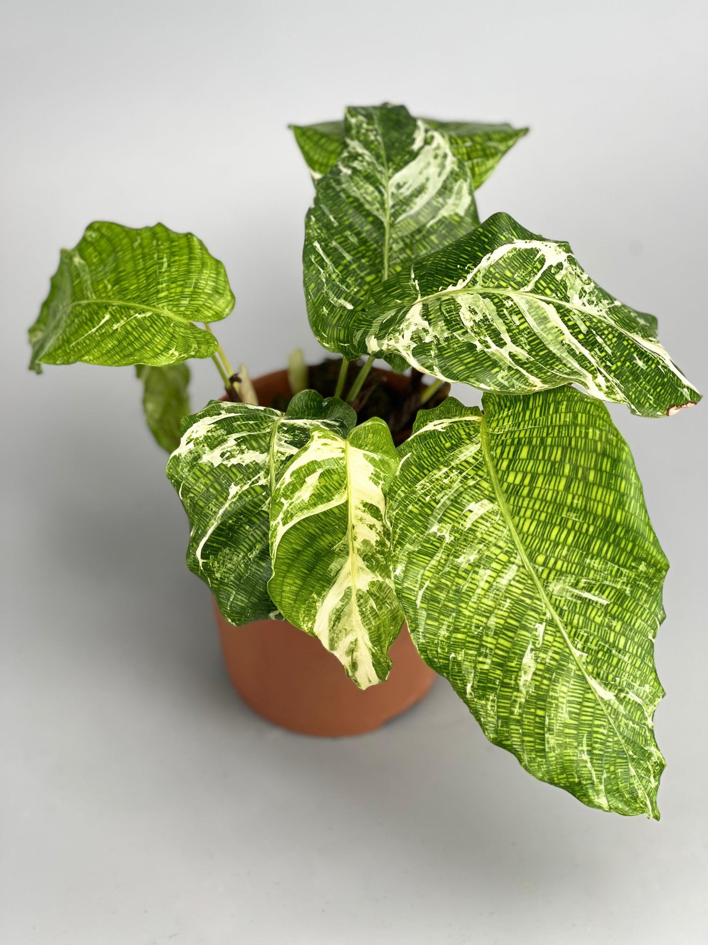 Calathea Musaica - View 14 from www redcrocus com