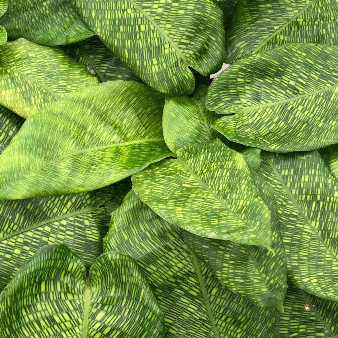 Calathea Musaica - View 15 from www redcrocus com