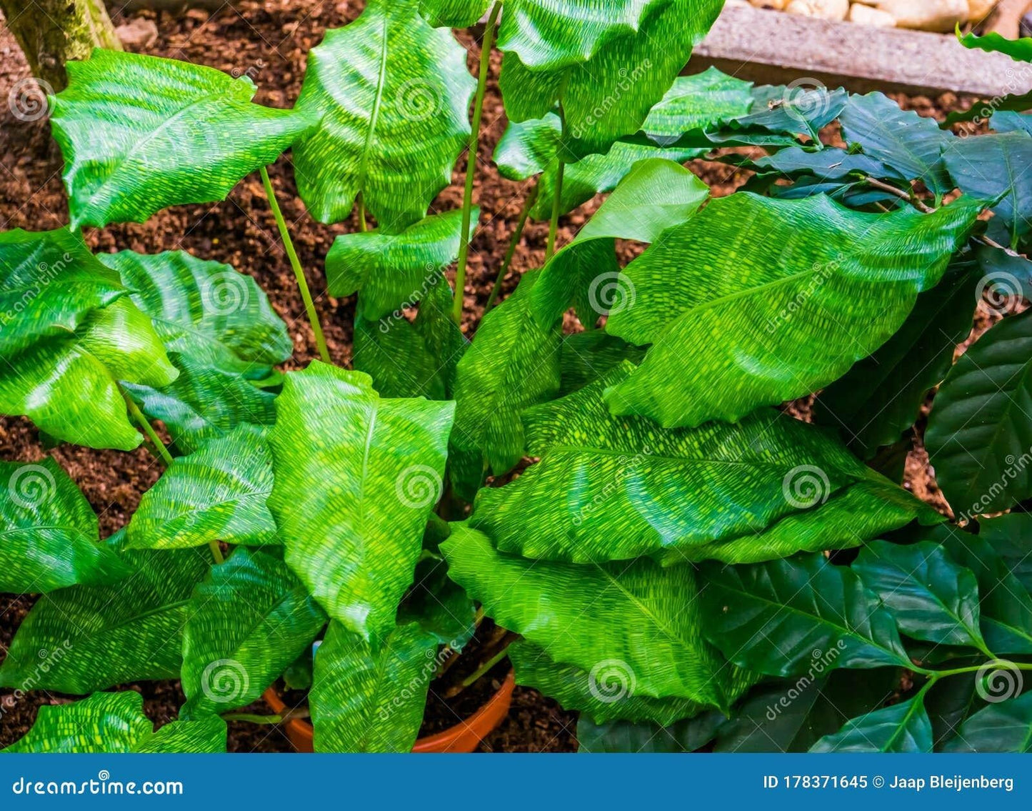 Calathea Musaica - View 16 from www redcrocus com