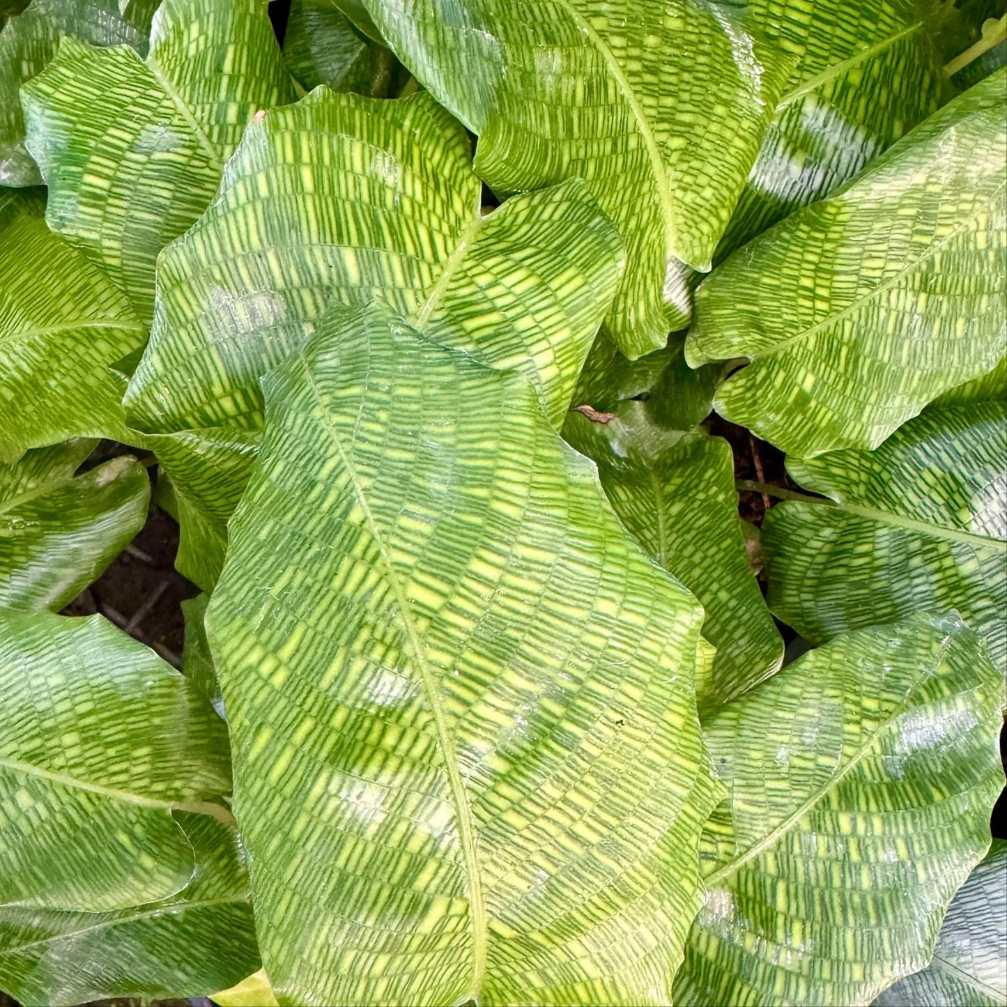 Calathea Musaica - View 16 from www redcrocus com