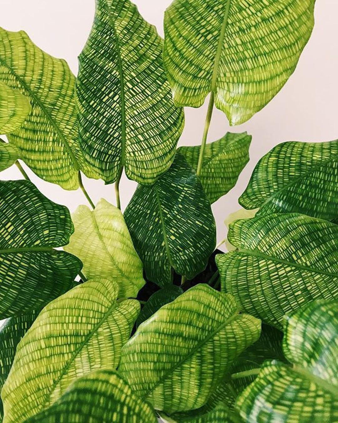 Calathea Musaica - View 17 from www redcrocus com