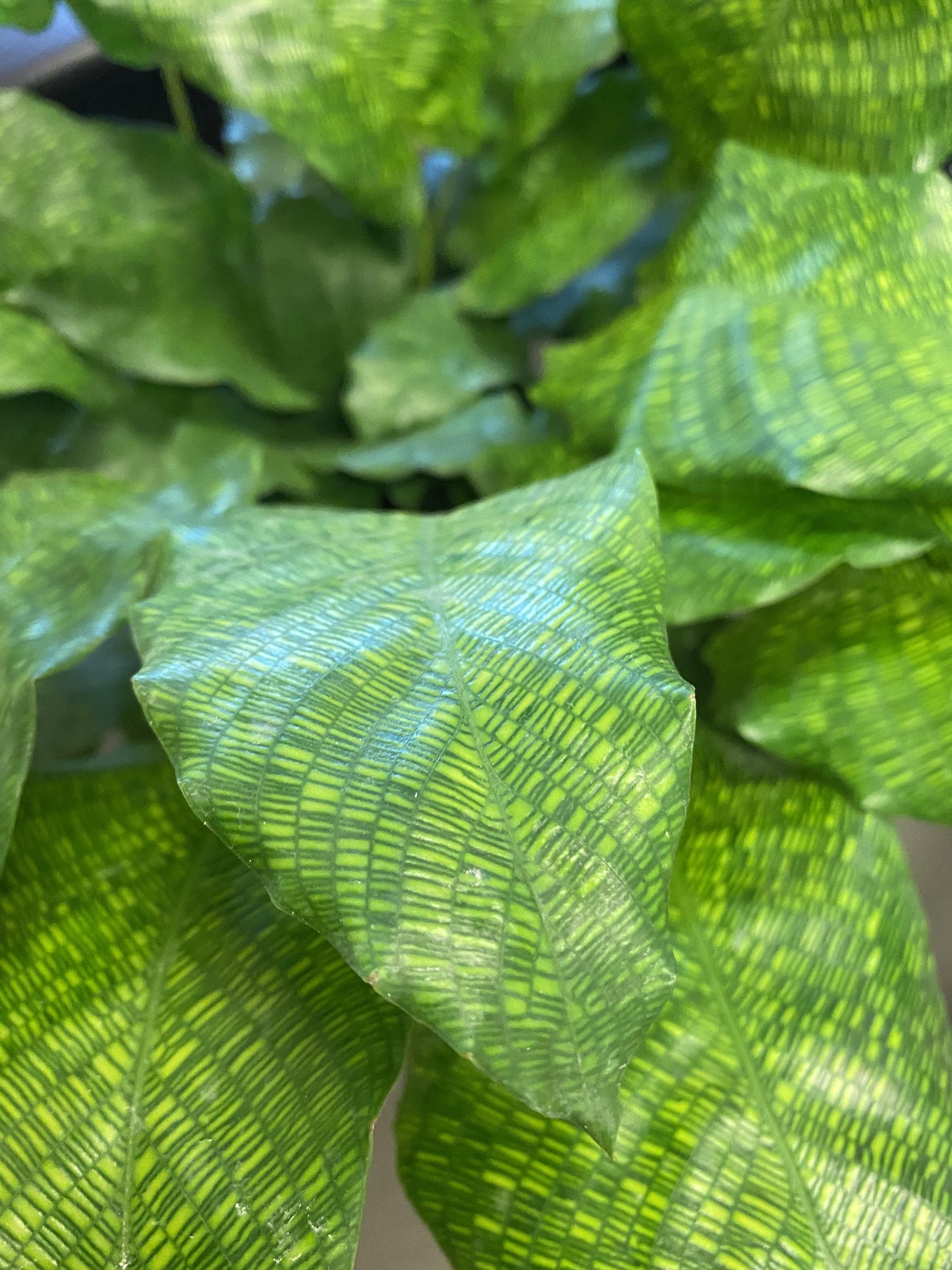 Calathea Musaica - View 18 from www redcrocus com