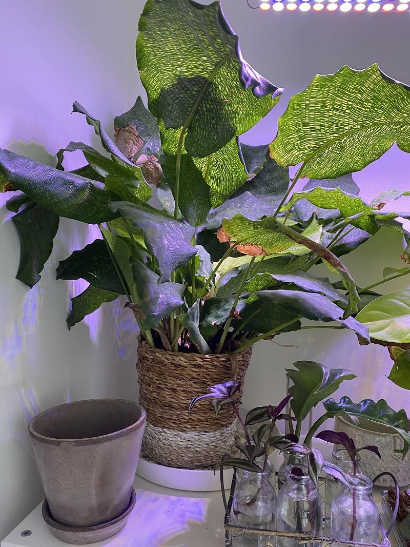 Calathea Musaica - View 20 from www redcrocus com