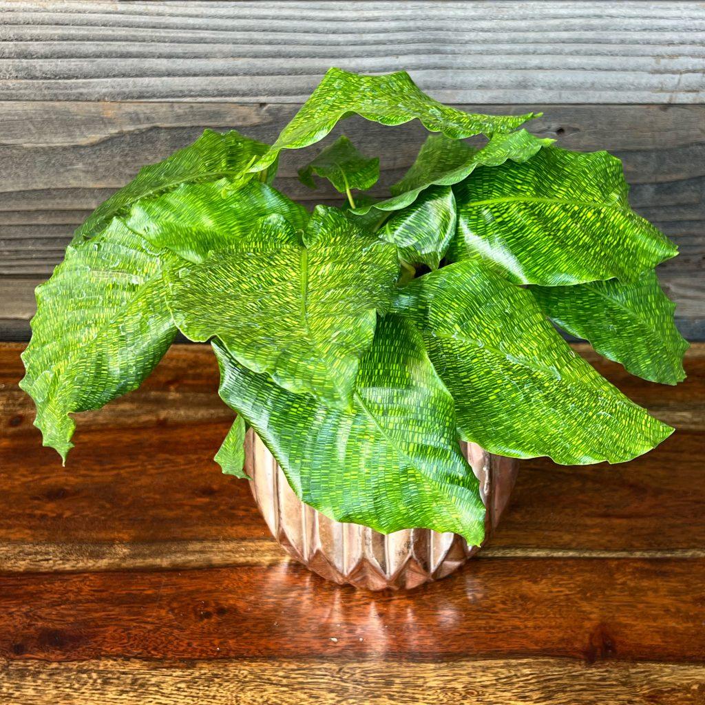 Calathea Musaica - View 21 from www redcrocus com