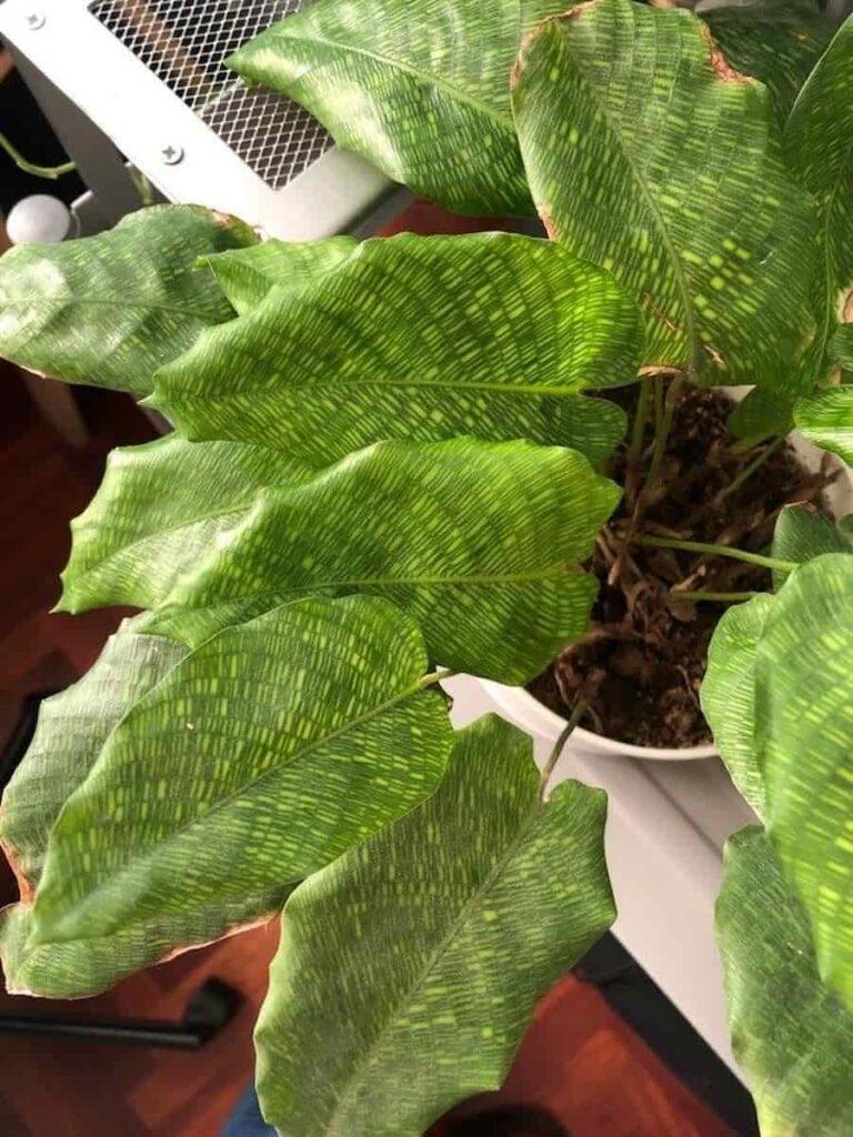 Calathea Musaica - View 22 from www redcrocus com