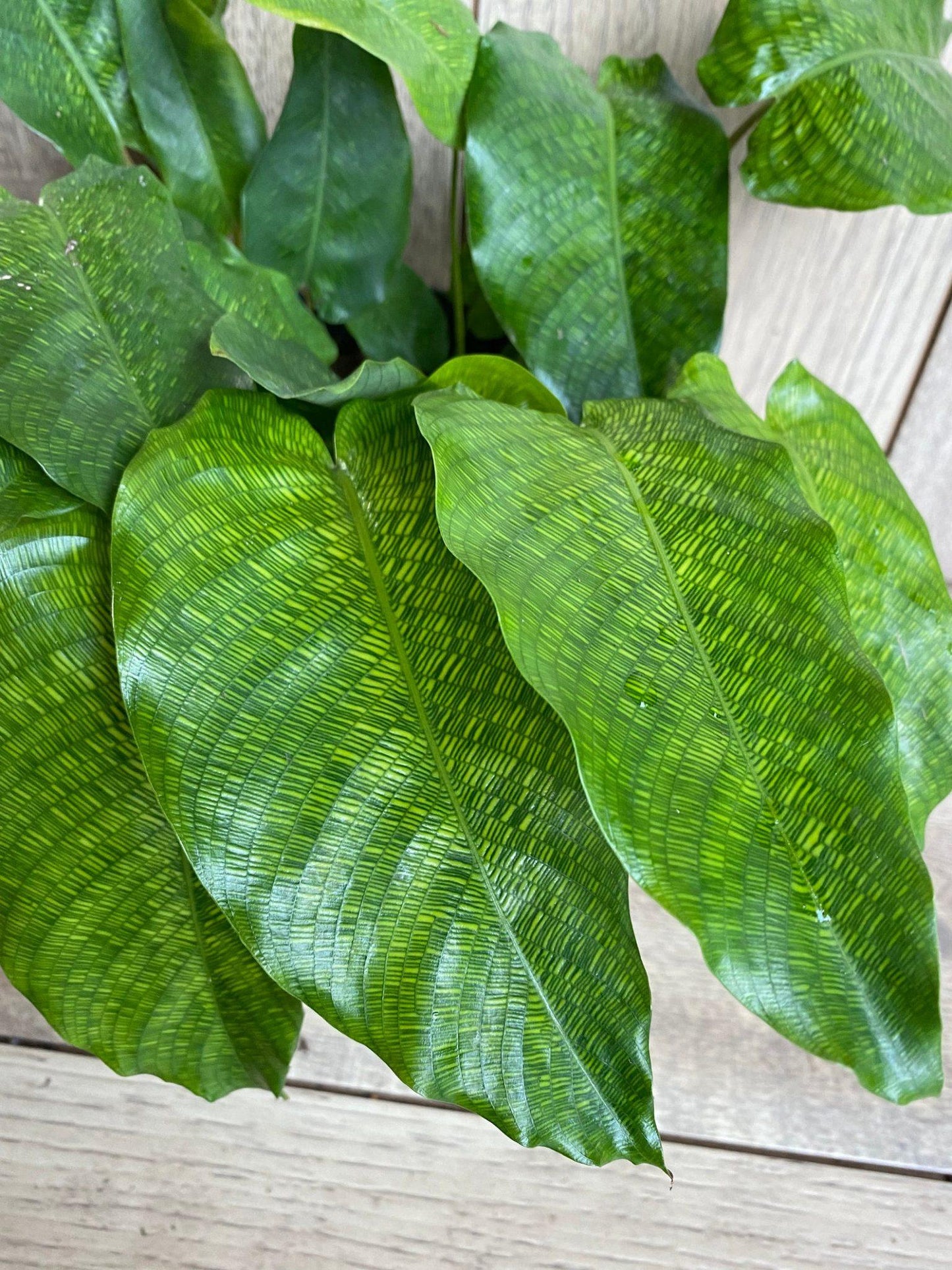 Calathea Musaica - View 2 from www redcrocus com