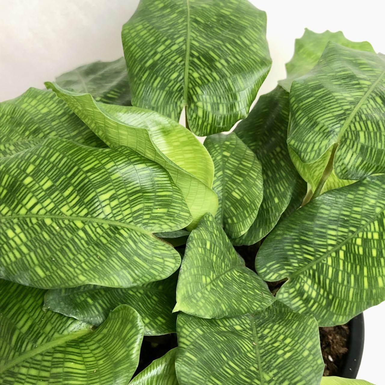 Calathea Musaica - View 4 from www redcrocus com