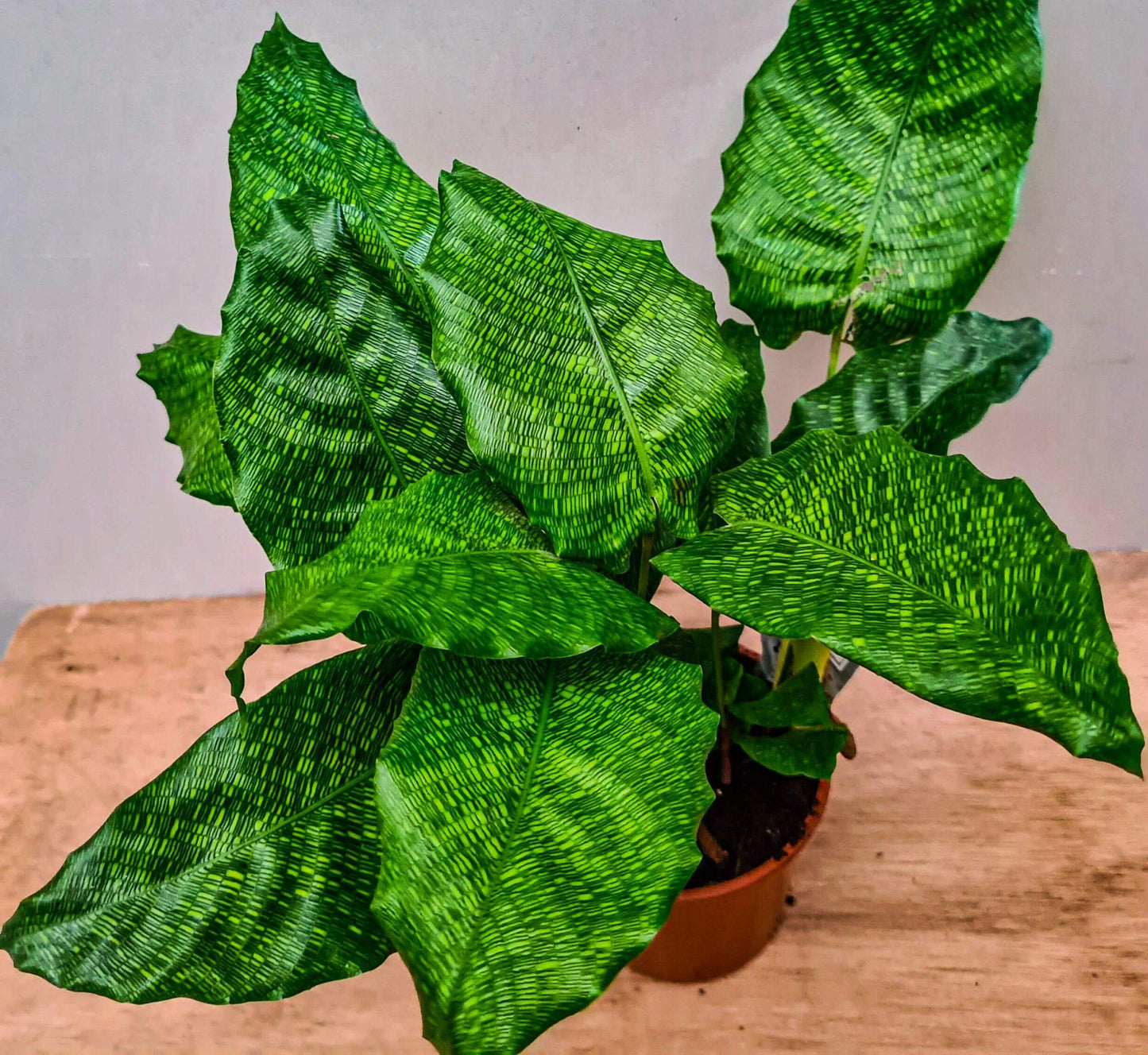 Calathea Musaica - View 5 from www redcrocus com