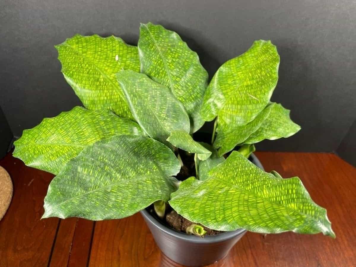 Calathea Musaica - View 6 from www redcrocus com