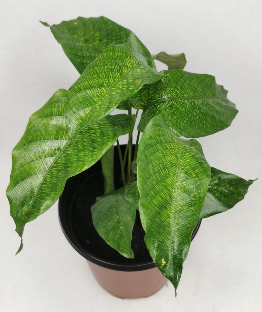 Calathea Musaica - View 7 from www redcrocus com