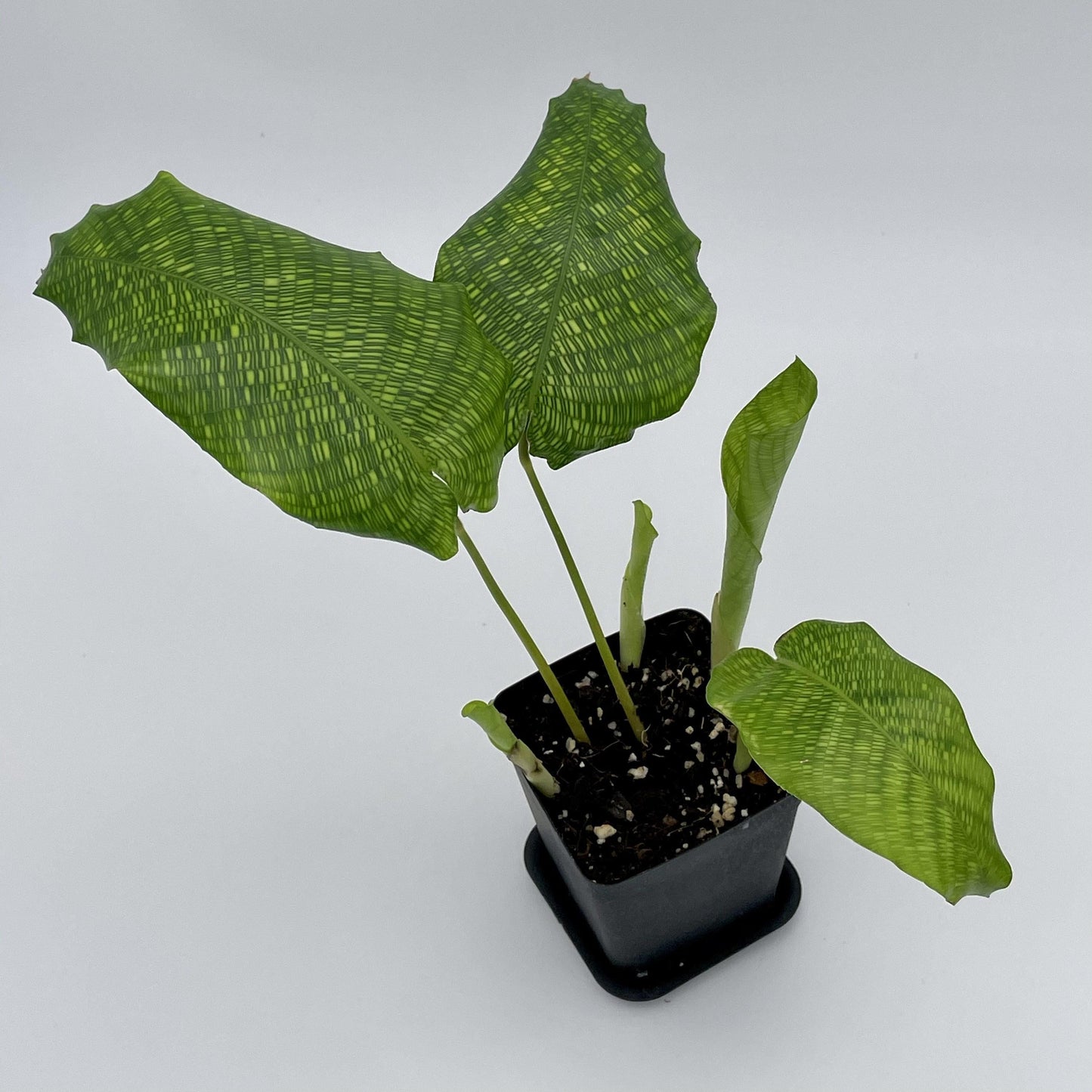 Calathea Musaica - View 9 from www redcrocus com
