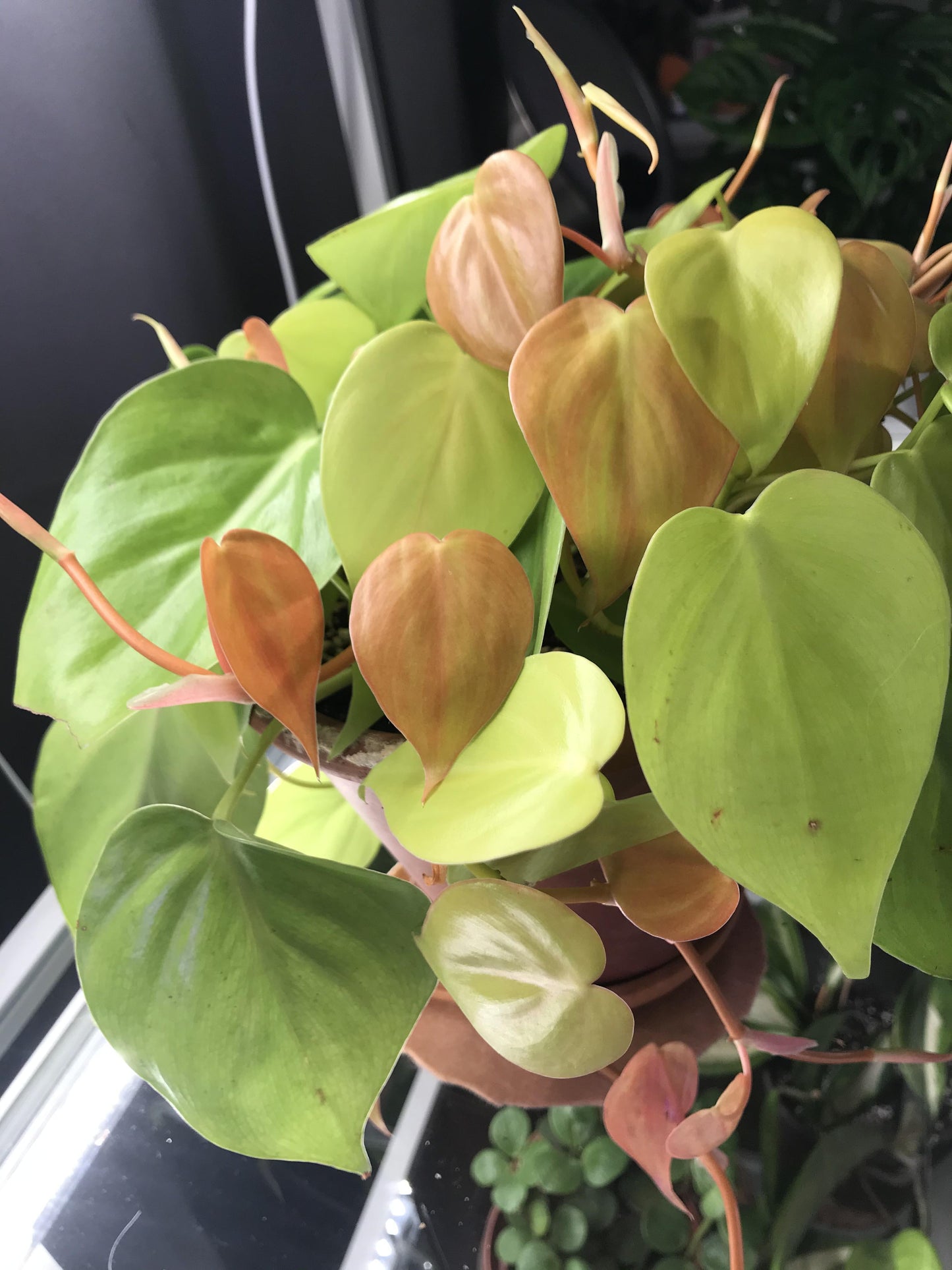 Philodendron Cordatum - View 12 from www redcrocus com