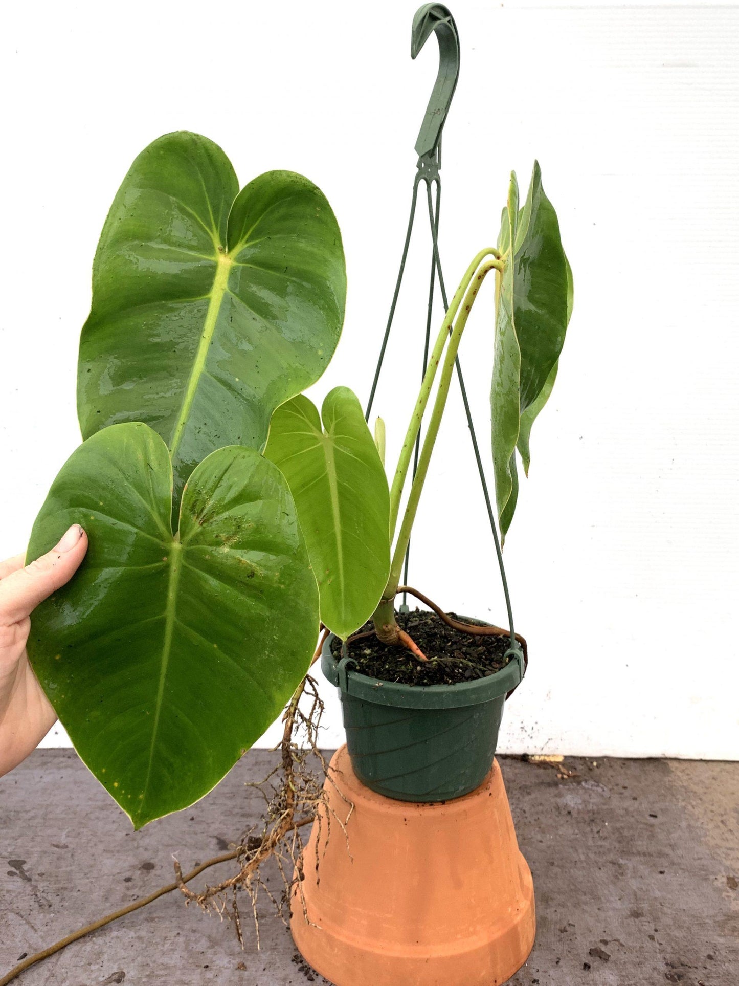 Philodendron Cordatum - View 13 from www redcrocus com