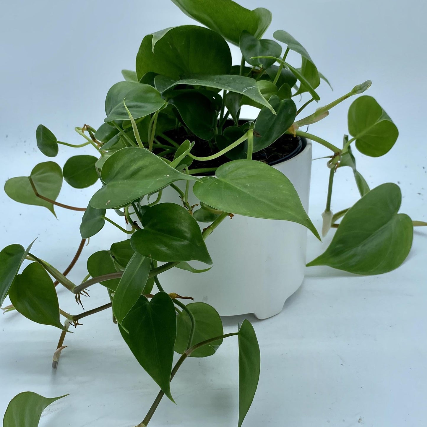 Philodendron Cordatum - View 14 from www redcrocus com
