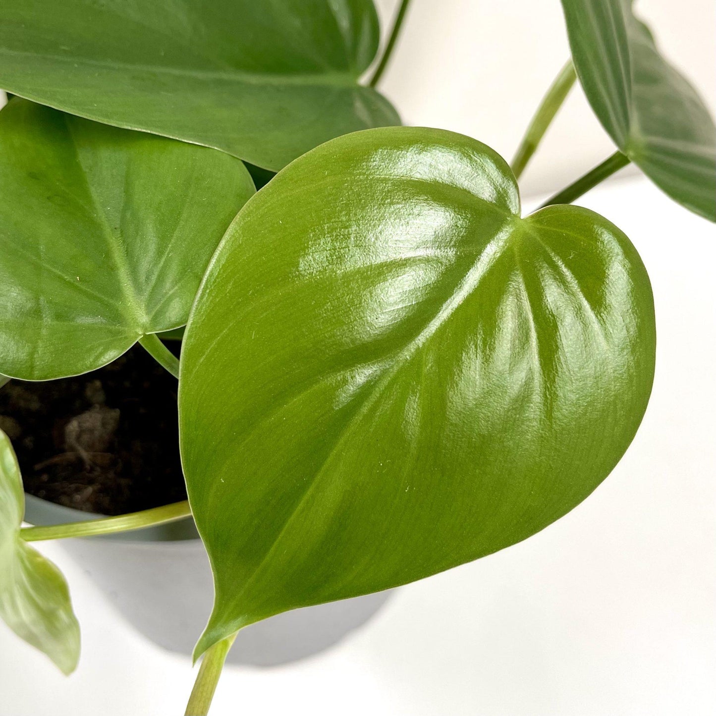 Philodendron Cordatum - View 15 from www redcrocus com