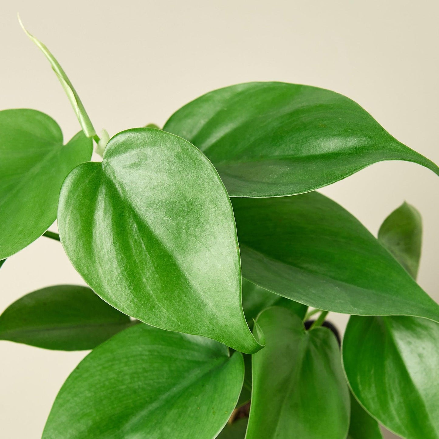 Philodendron Cordatum - View 16 from www redcrocus com