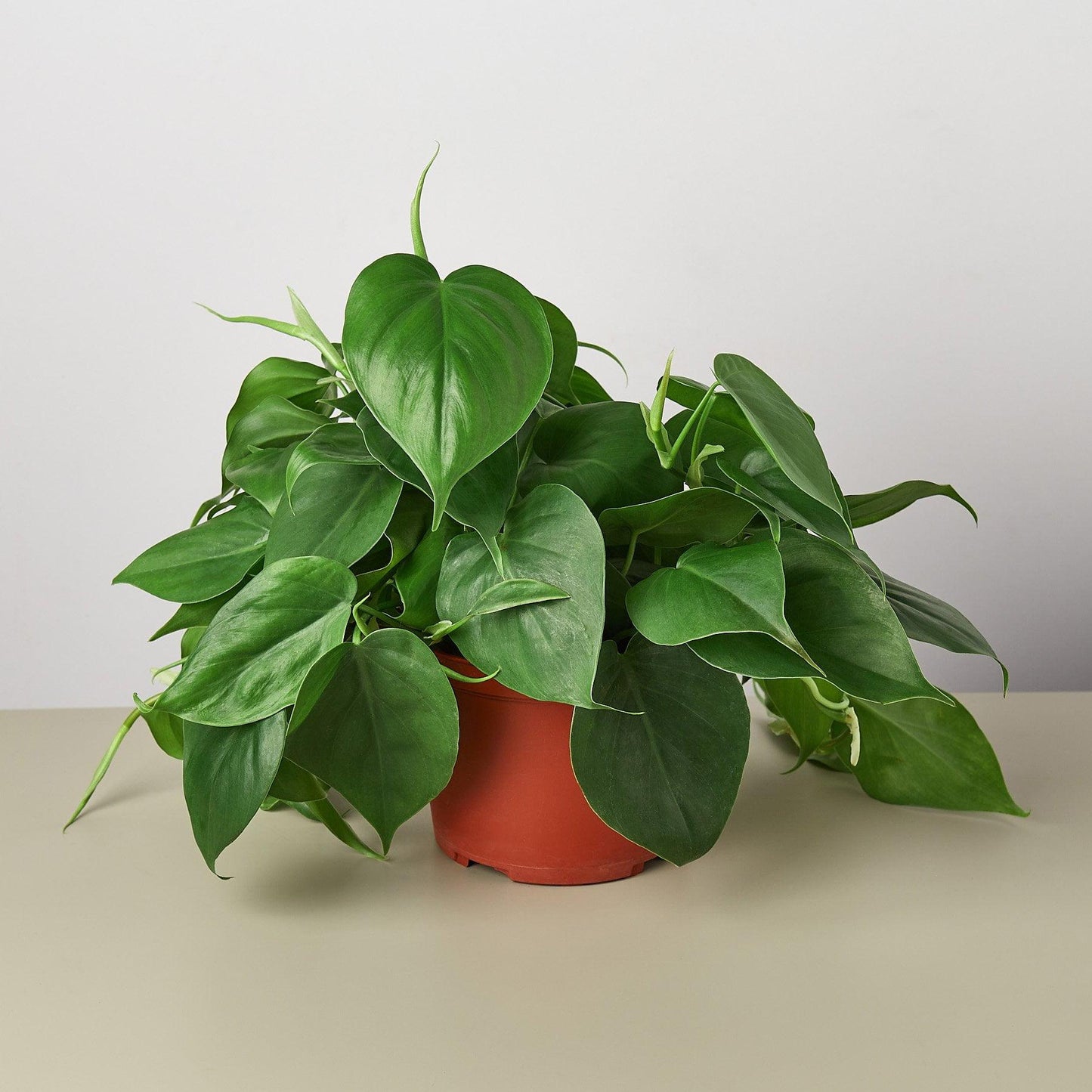 Philodendron Cordatum - View 18 from www redcrocus com