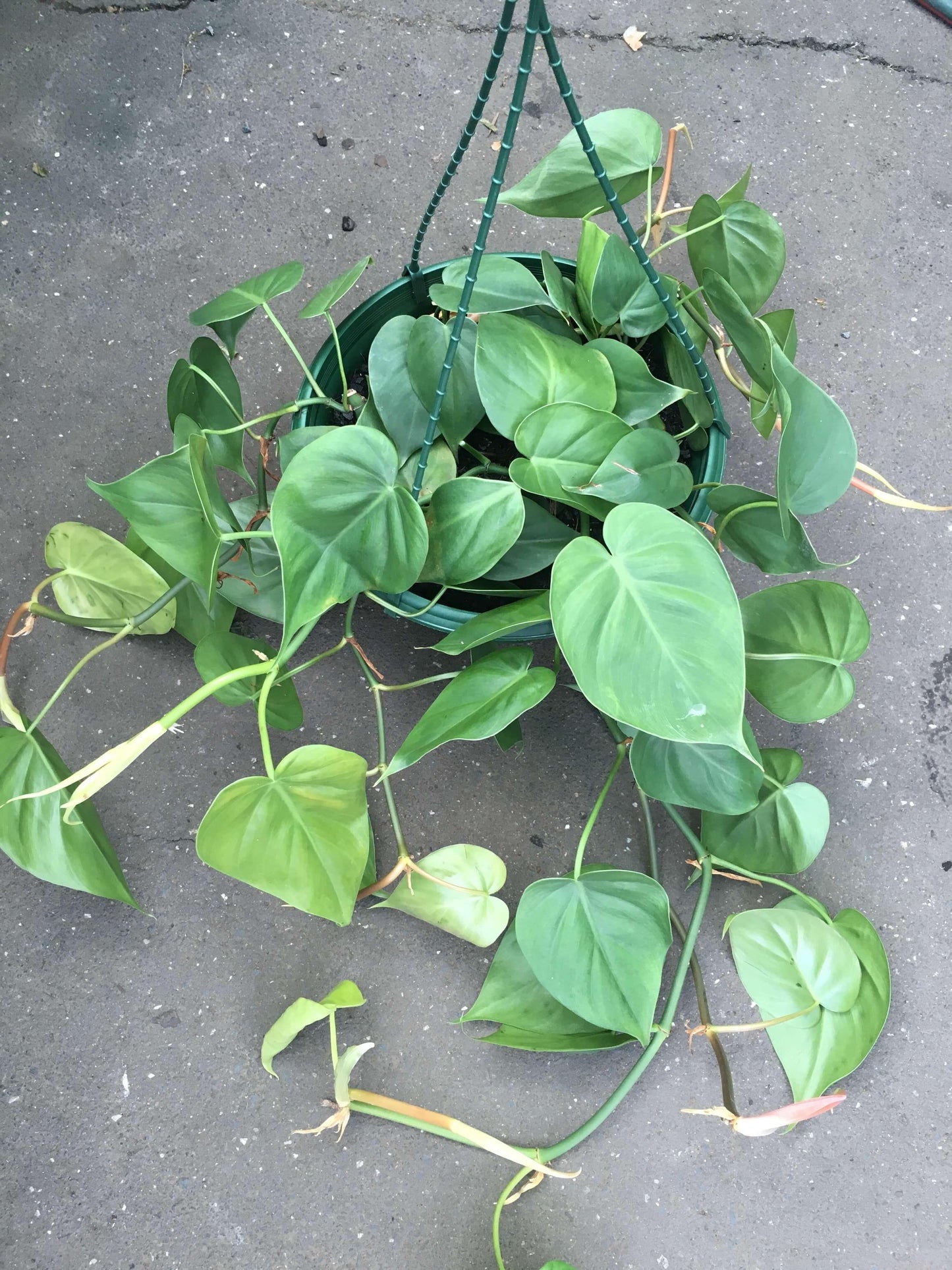 Philodendron Cordatum - View 1 from www redcrocus com