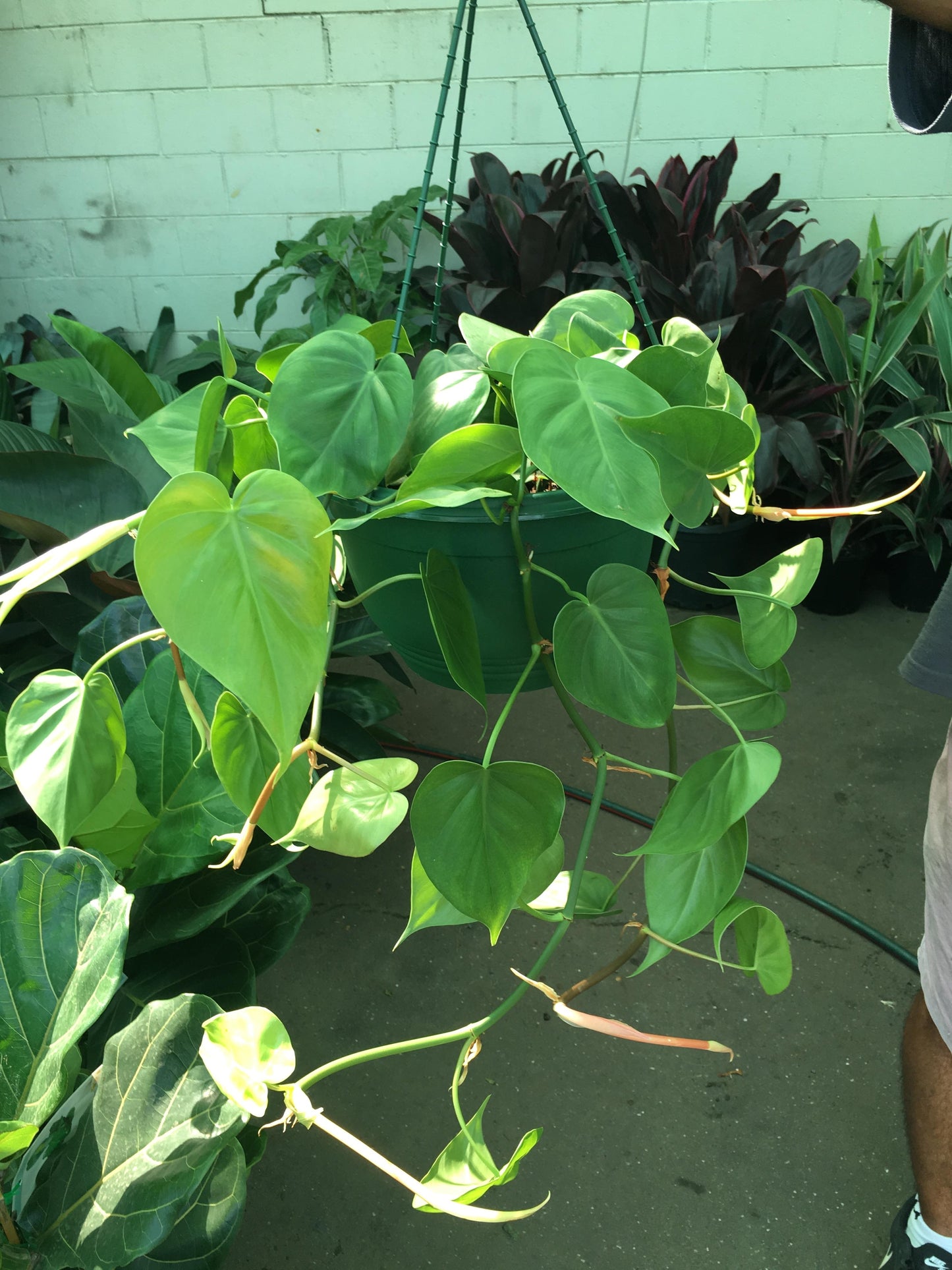 Philodendron Cordatum - View 2 from www redcrocus com
