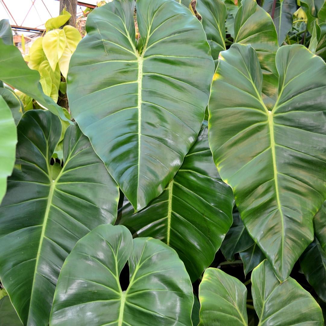 Philodendron Cordatum - View 3 from www redcrocus com