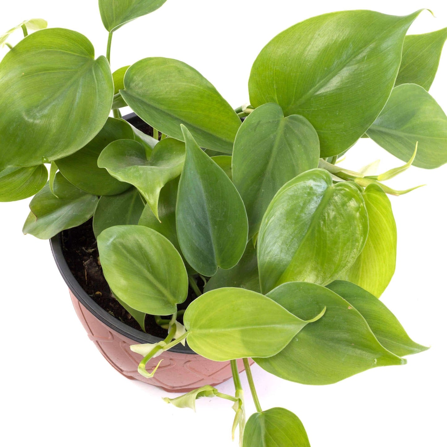 Philodendron Cordatum - View 4 from www redcrocus com