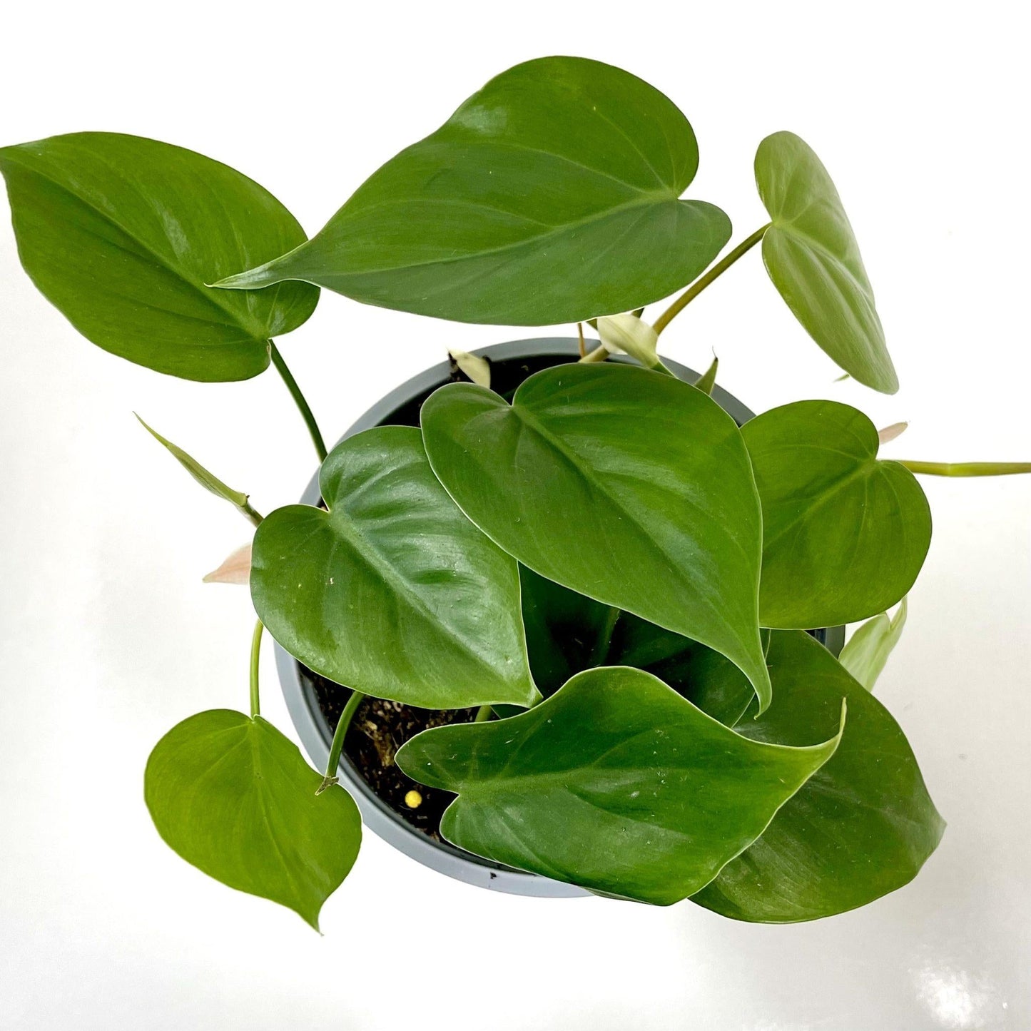 Philodendron Cordatum - View 5 from www redcrocus com