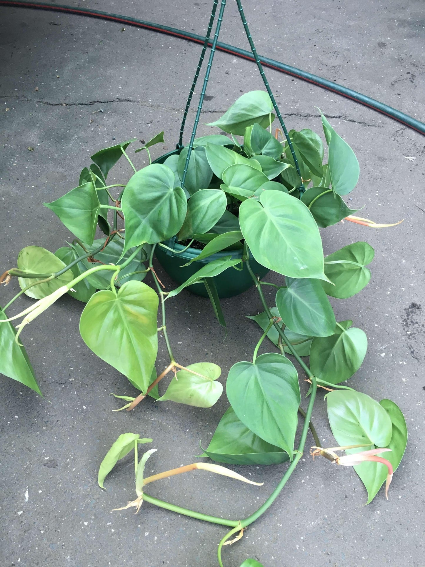 Philodendron Cordatum - View 6 from www redcrocus com