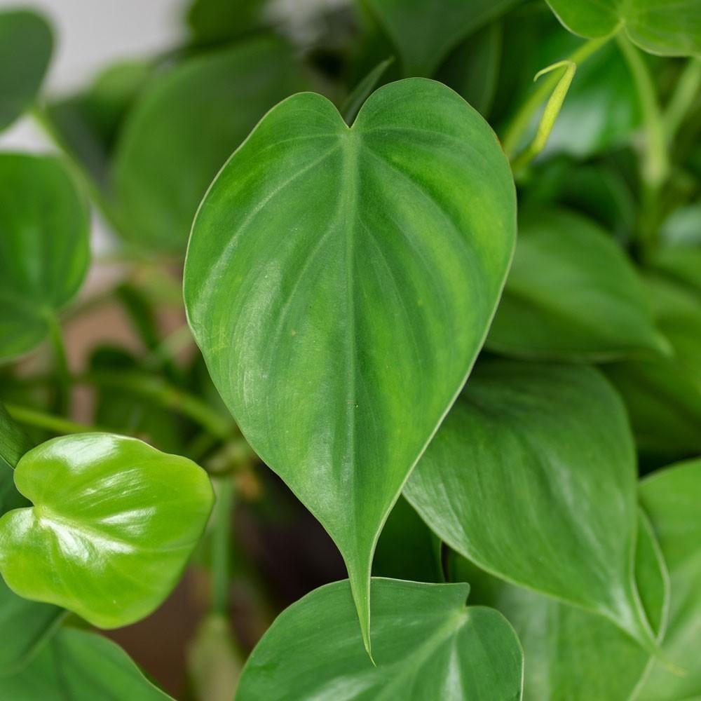 Philodendron Cordatum - View 7 from www redcrocus com