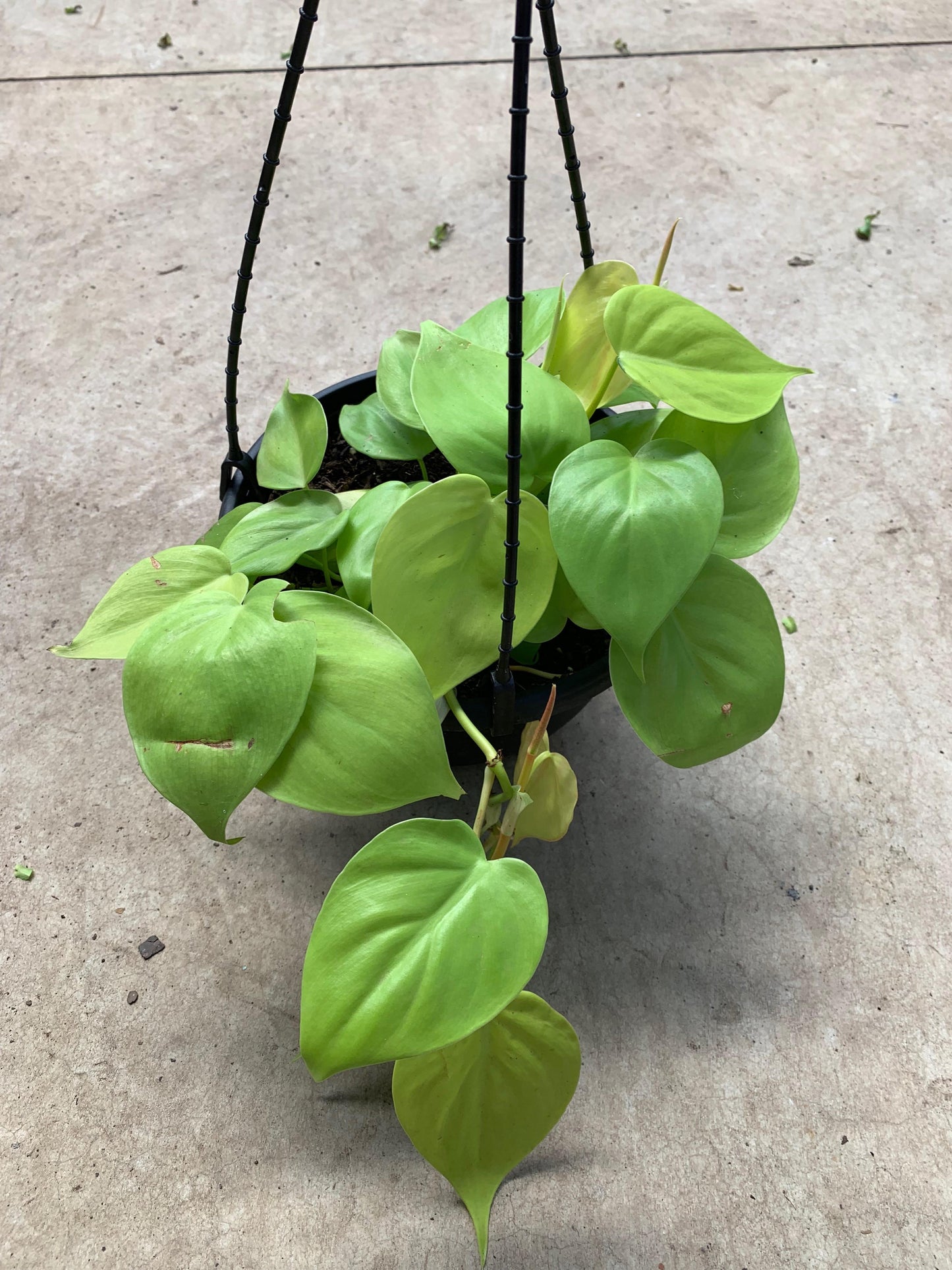 Philodendron Cordatum - View 8 from www redcrocus com