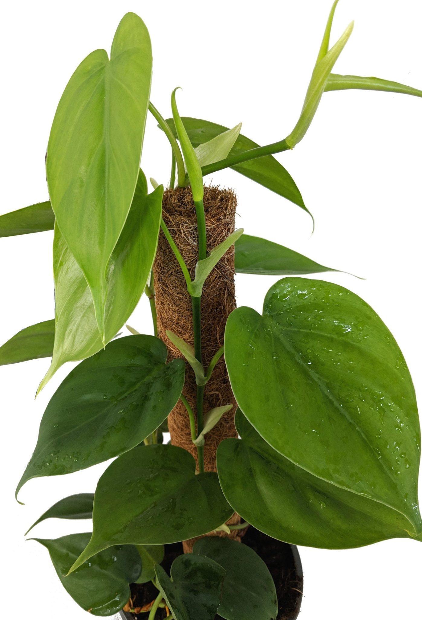 Philodendron Cordatum - View 9 from www redcrocus com