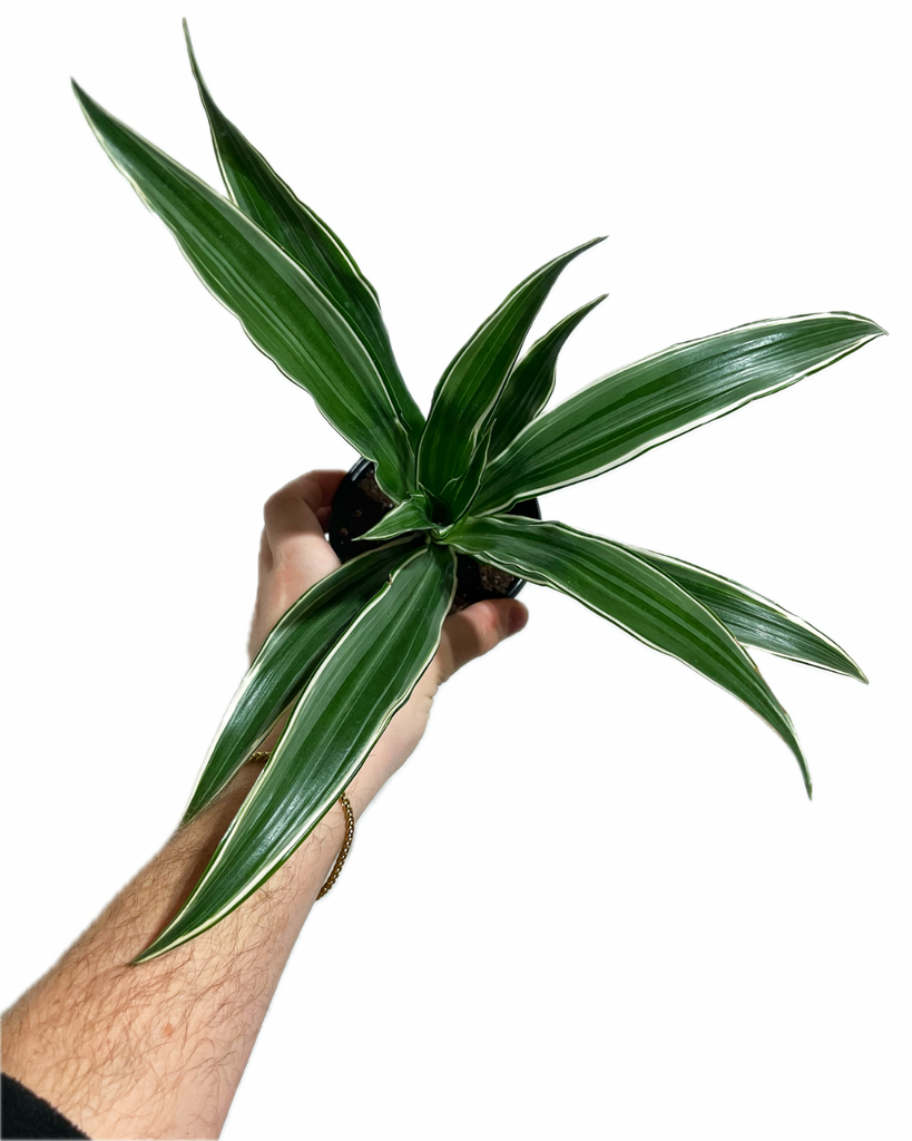 Dracaena Warneckii White - View 11 from www redcrocus com