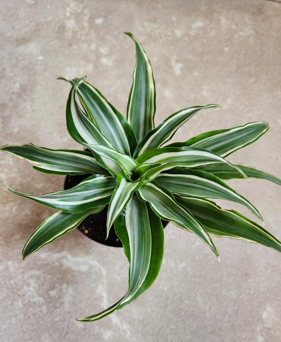 Dracaena Warneckii White - View 16 from www redcrocus com