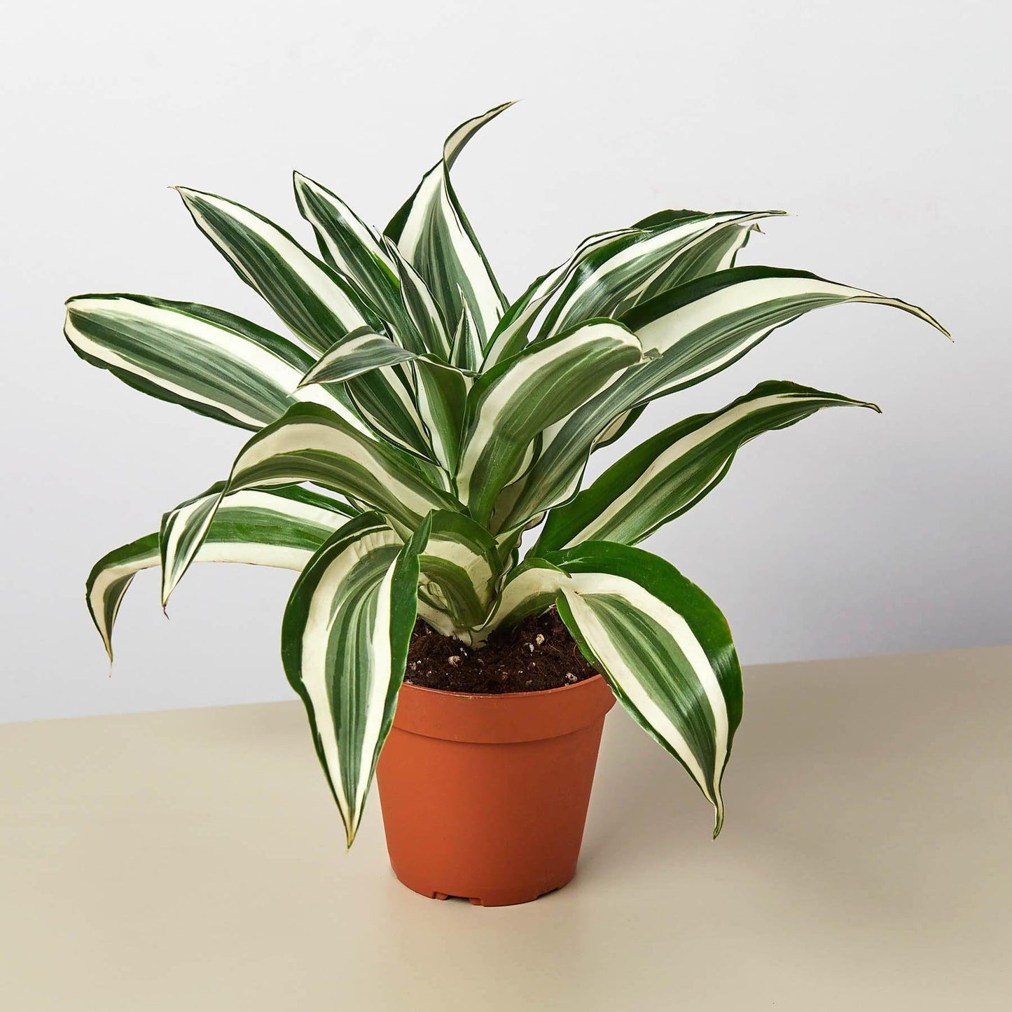 Dracaena Warneckii White - View 5 from www redcrocus com