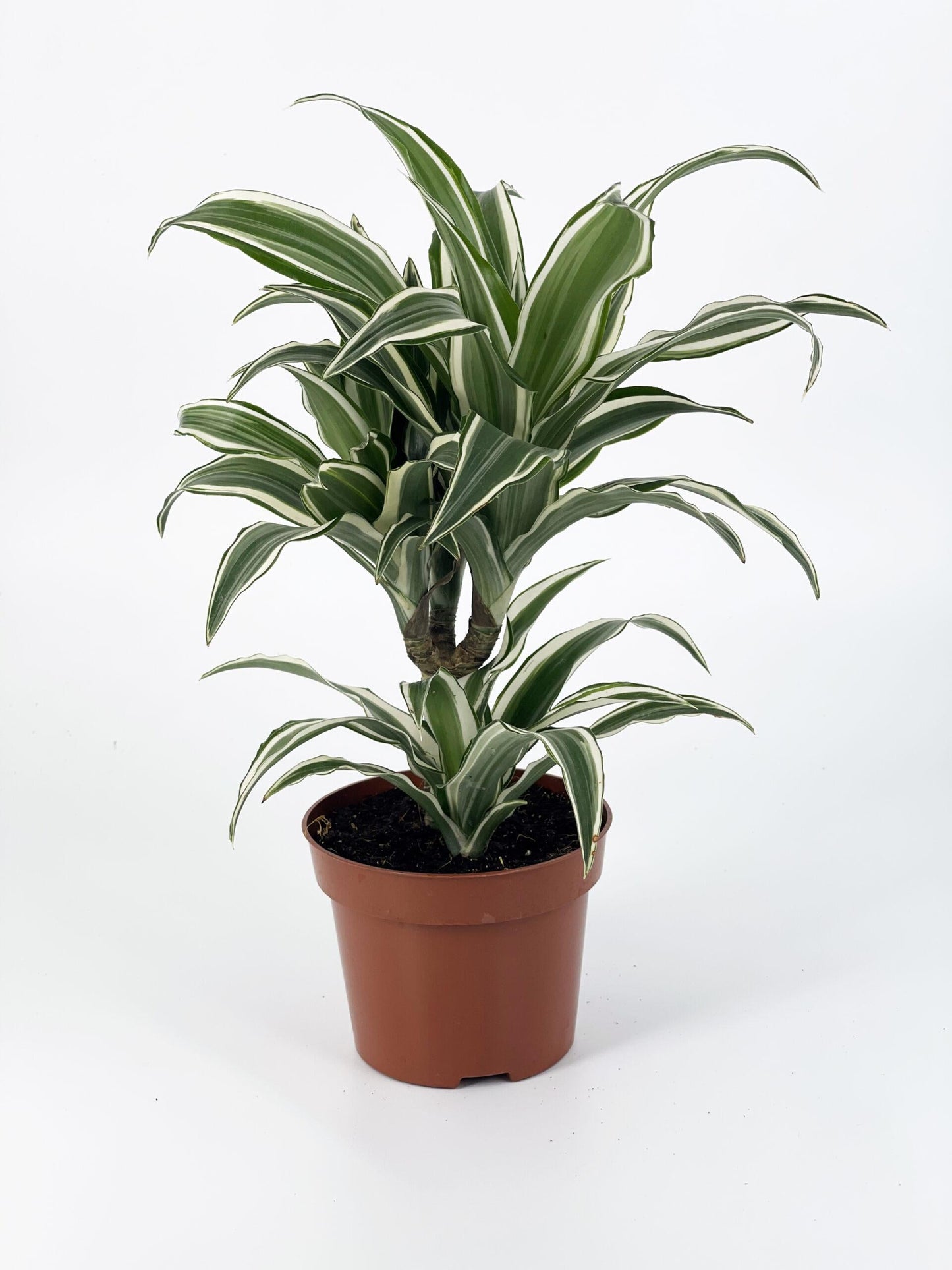 Dracaena Warneckii White - View 6 from www redcrocus com