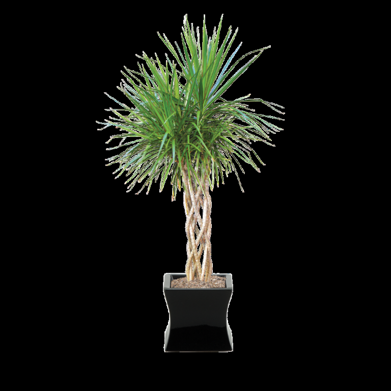 Dracaena Marginata Open Weave - View 6 from www redcrocus com