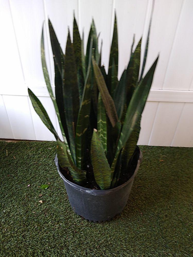Sansevieria Trifasciata Black Coral - View 10 from www redcrocus com