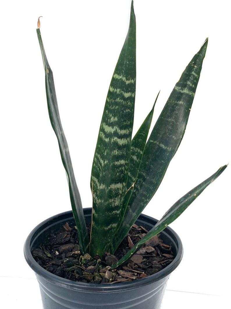Sansevieria Trifasciata Black Coral - View 11 from www redcrocus com