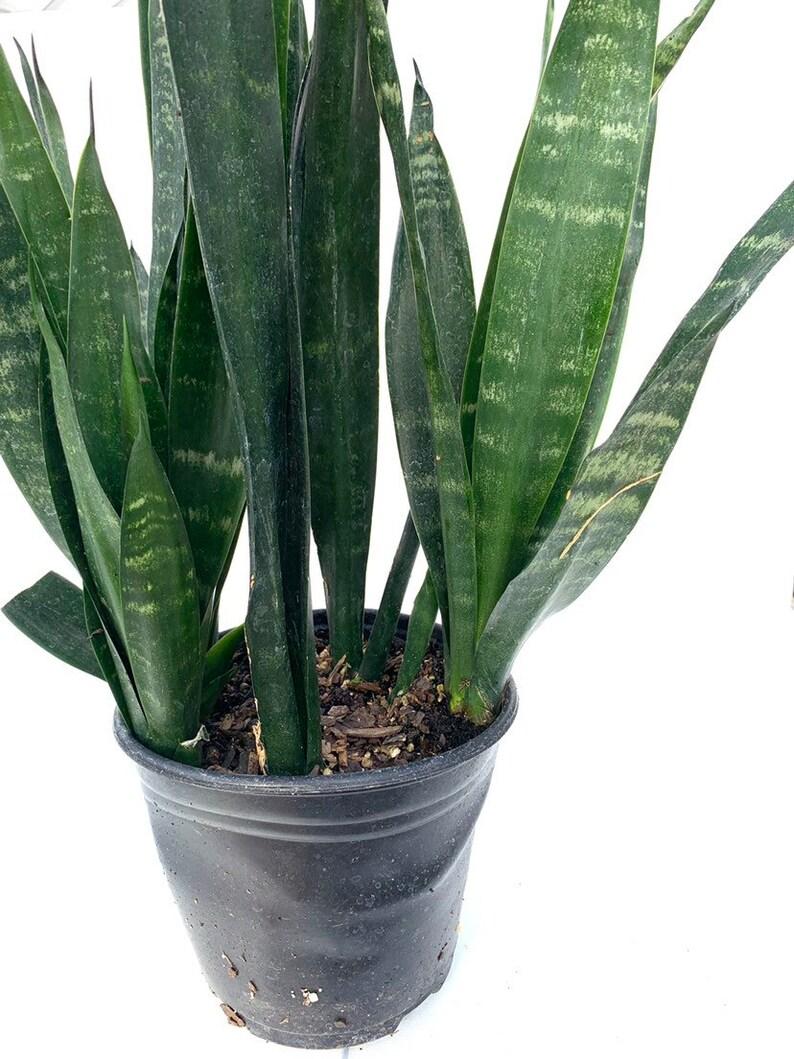 Sansevieria Trifasciata Black Coral - View 12 from www redcrocus com