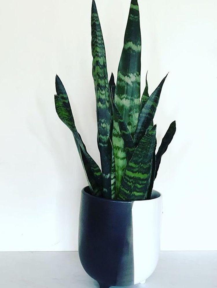 Sansevieria Trifasciata Black Coral - View 13 from www redcrocus com