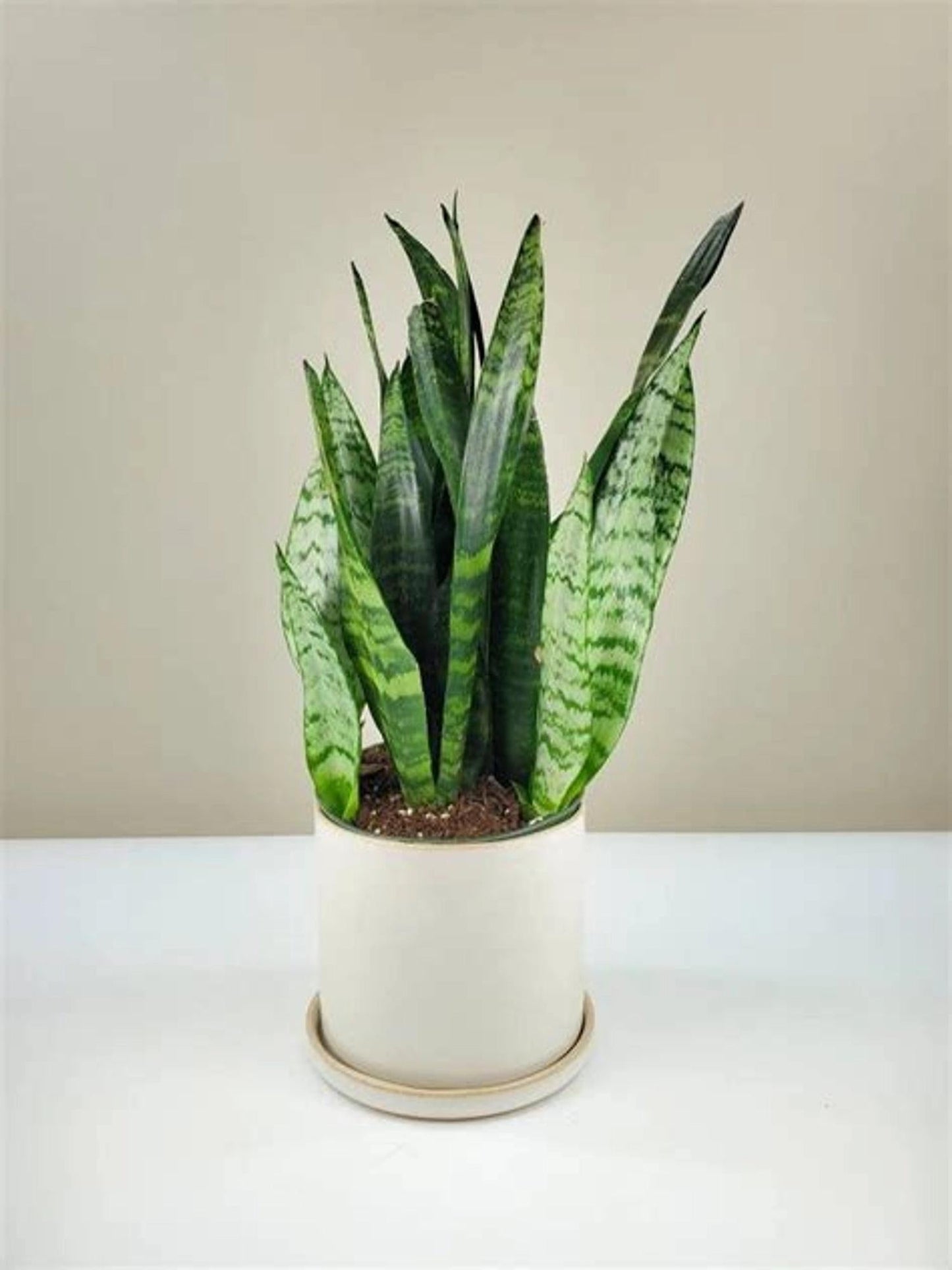 Sansevieria Trifasciata Black Coral - View 14 from www redcrocus com