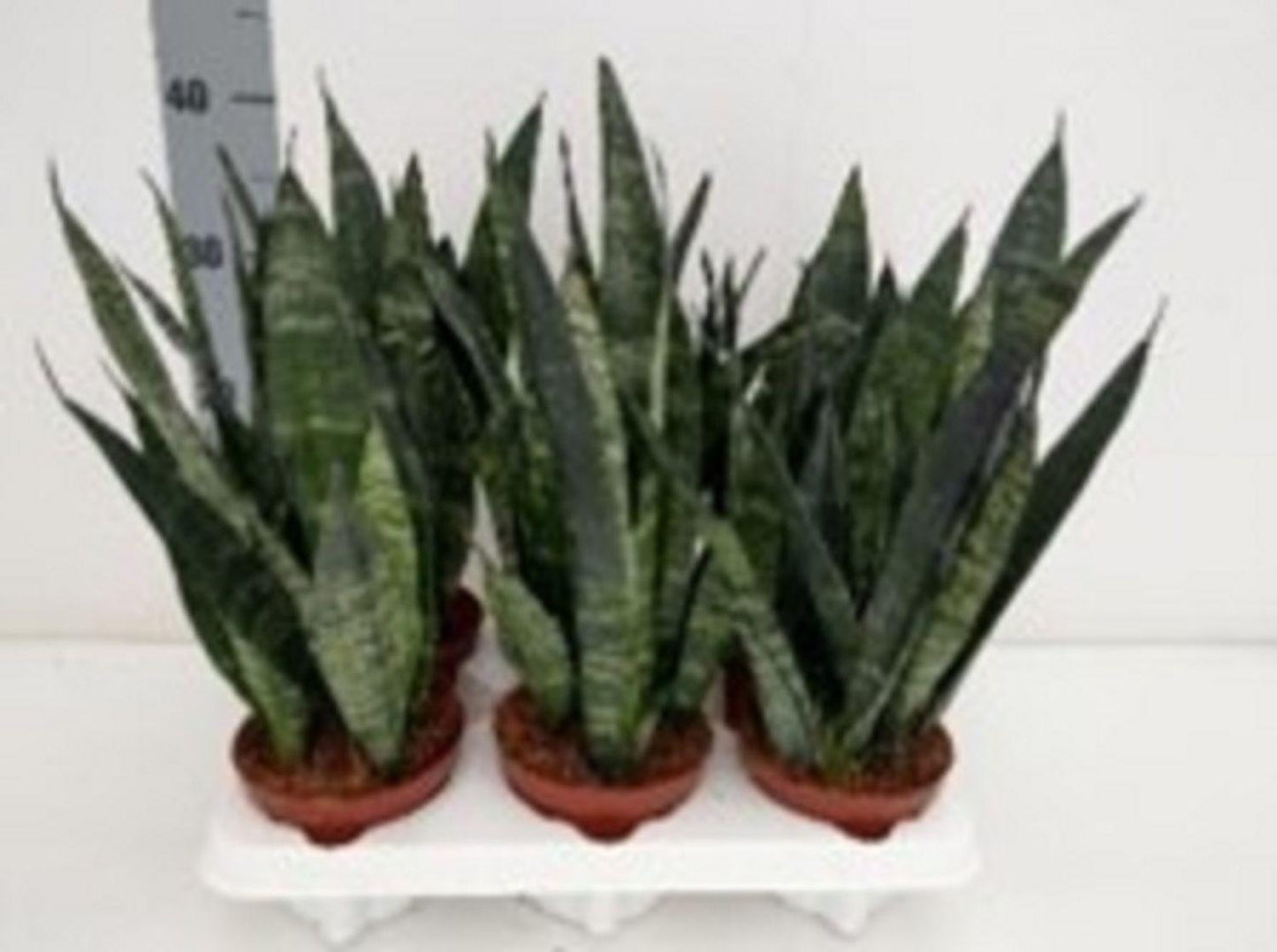 Sansevieria Trifasciata Black Coral - View 15 from www redcrocus com