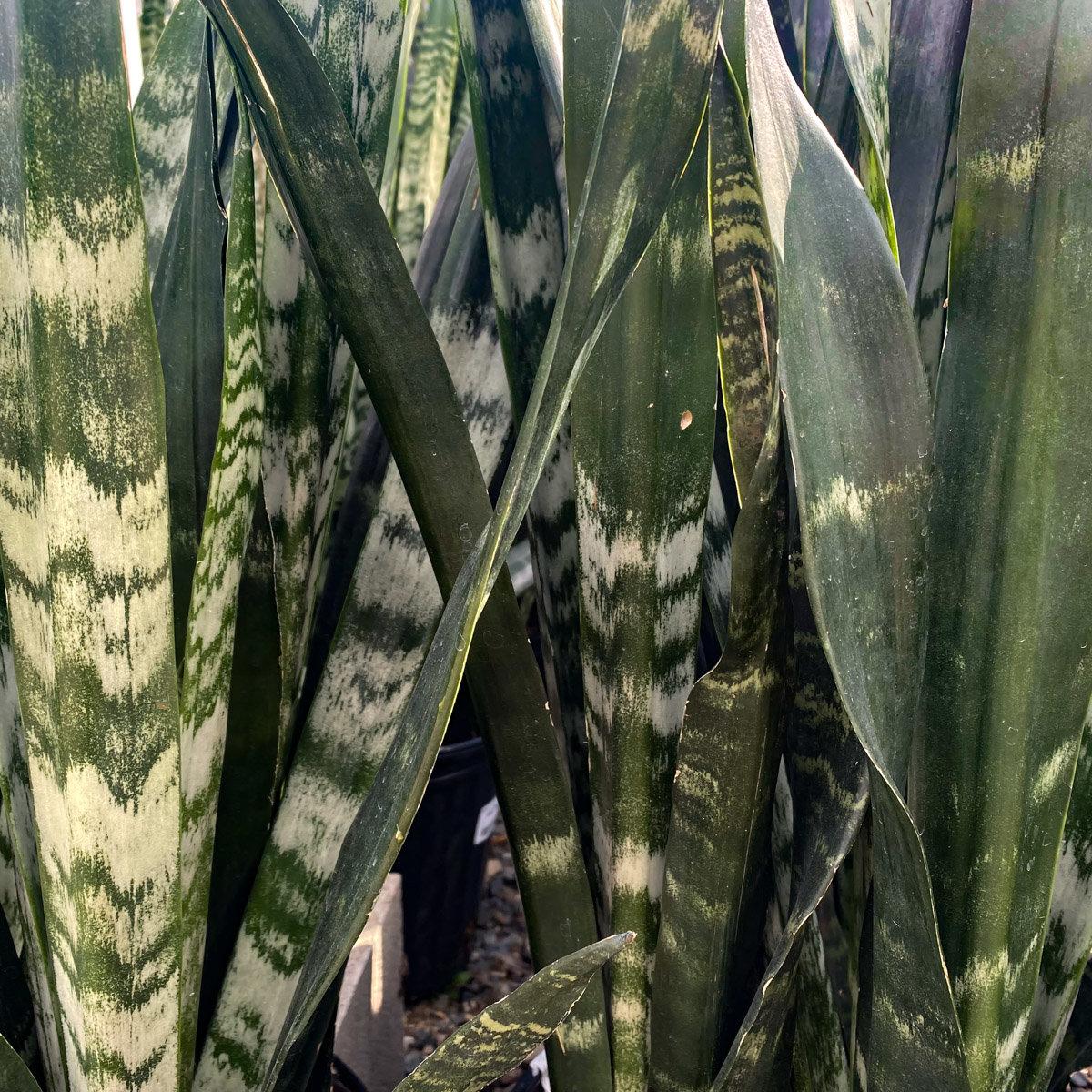 Sansevieria Trifasciata Black Coral - View 16 from www redcrocus com
