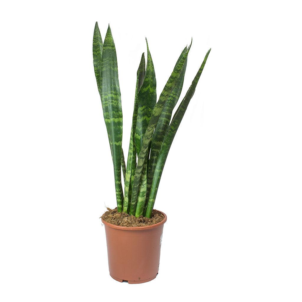 Sansevieria Trifasciata Black Coral - View 17 from www redcrocus com