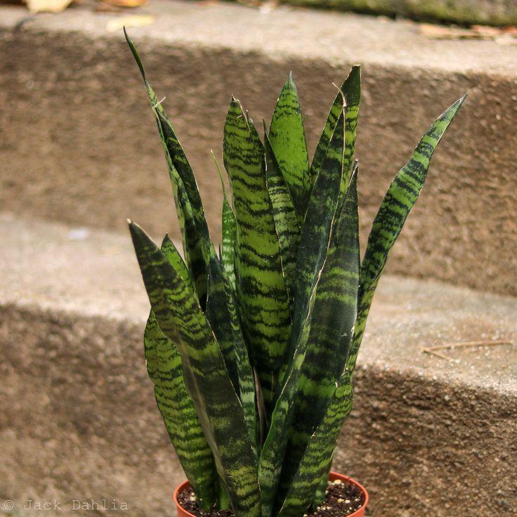 Sansevieria Trifasciata Black Coral - View 18 from www redcrocus com